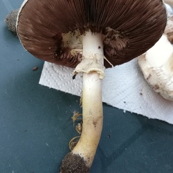 Egerlinge - Champignons